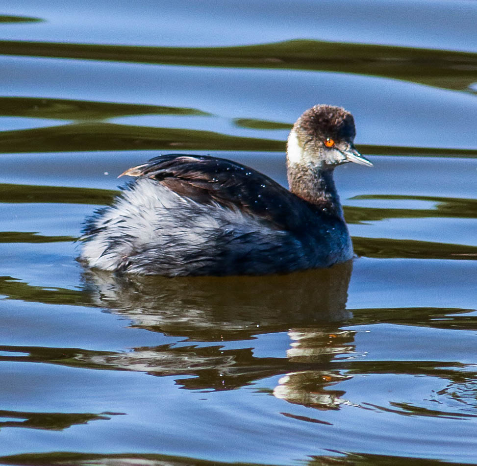 Canon EF 75-300mm f/4-5.6 USM sample photo. Eared grebe photography