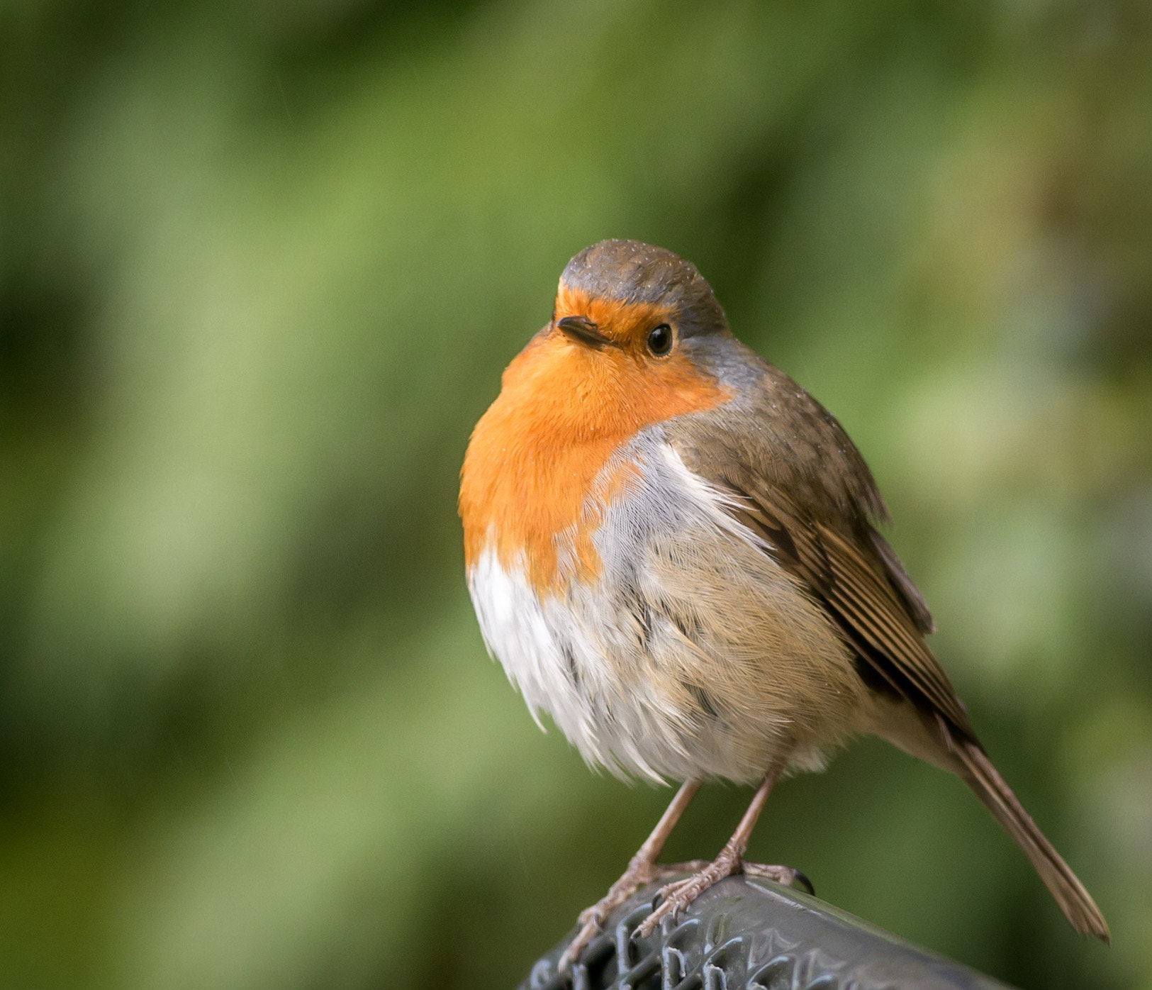 Canon EOS 70D + Canon EF 400mm F5.6L USM sample photo. Robin in the rain photography