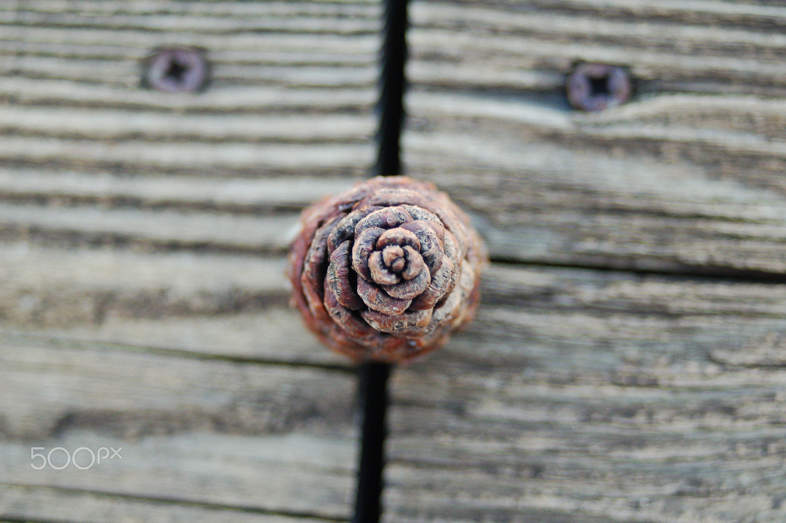 Nikon D50 sample photo. Pine cone photography