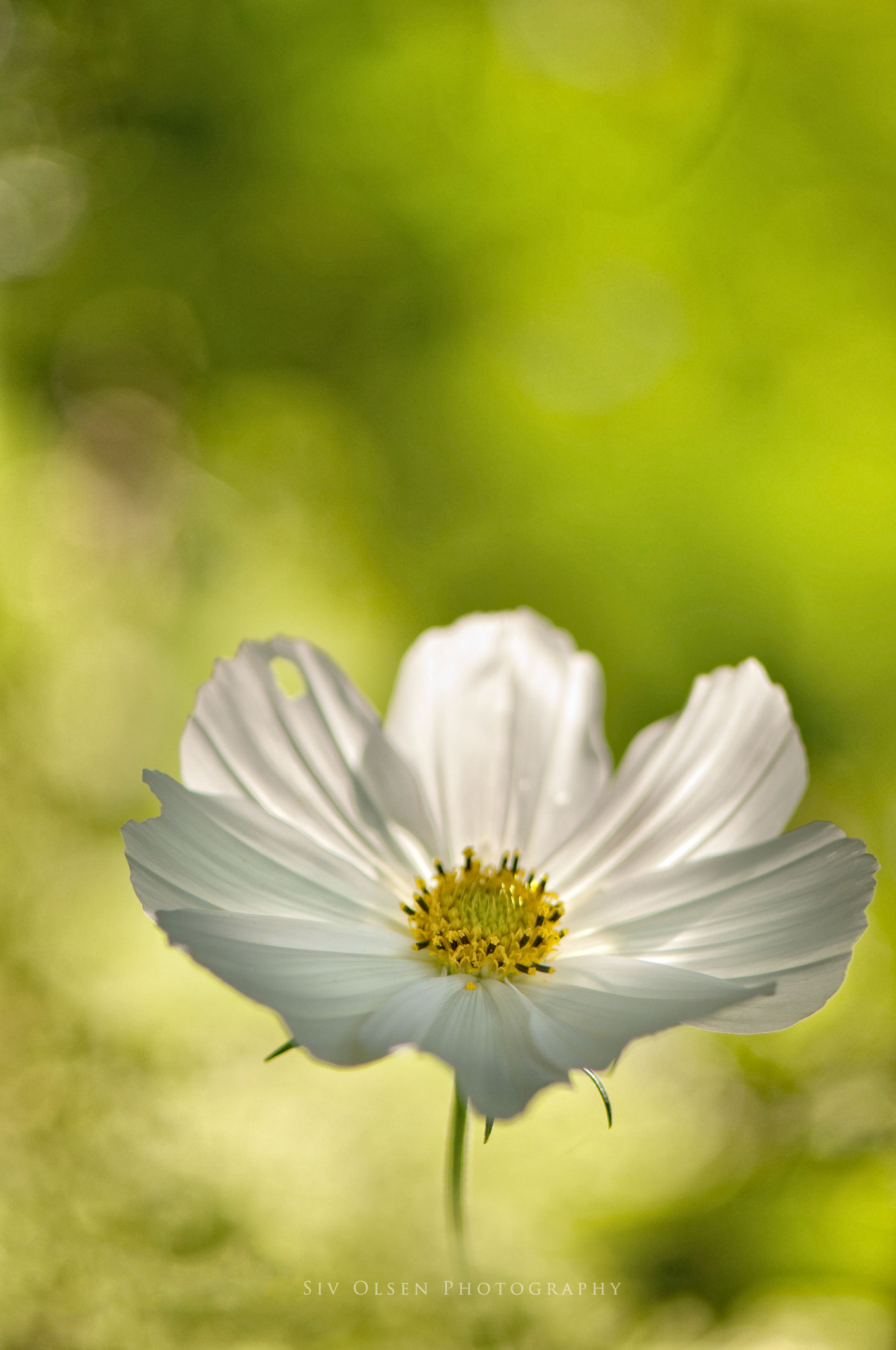 Nikon AF-S Micro-Nikkor 105mm F2.8G IF-ED VR sample photo. ~ cosmos in green ~ photography