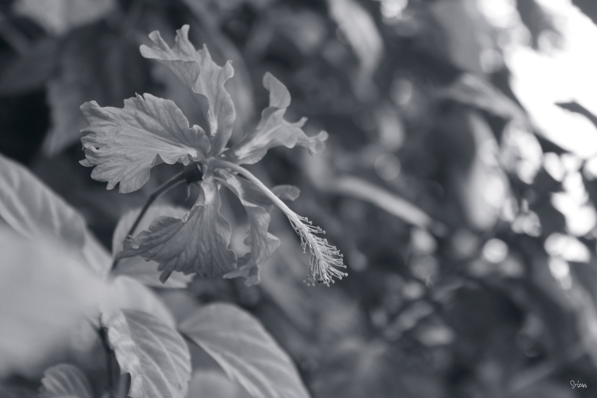Canon EOS 760D (EOS Rebel T6s / EOS 8000D) sample photo
