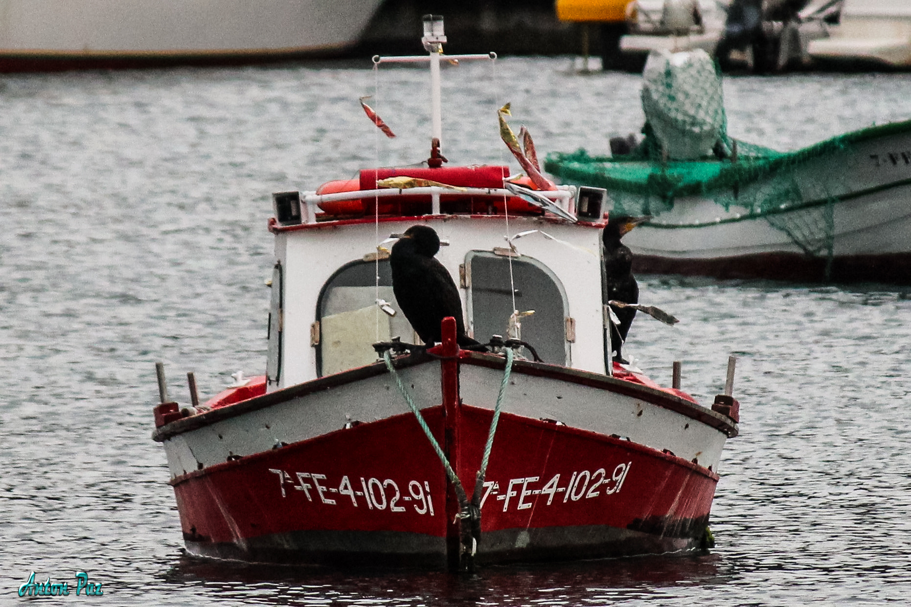 Canon EF-S 55-250mm F4-5.6 IS sample photo. Corvos mariños. photography