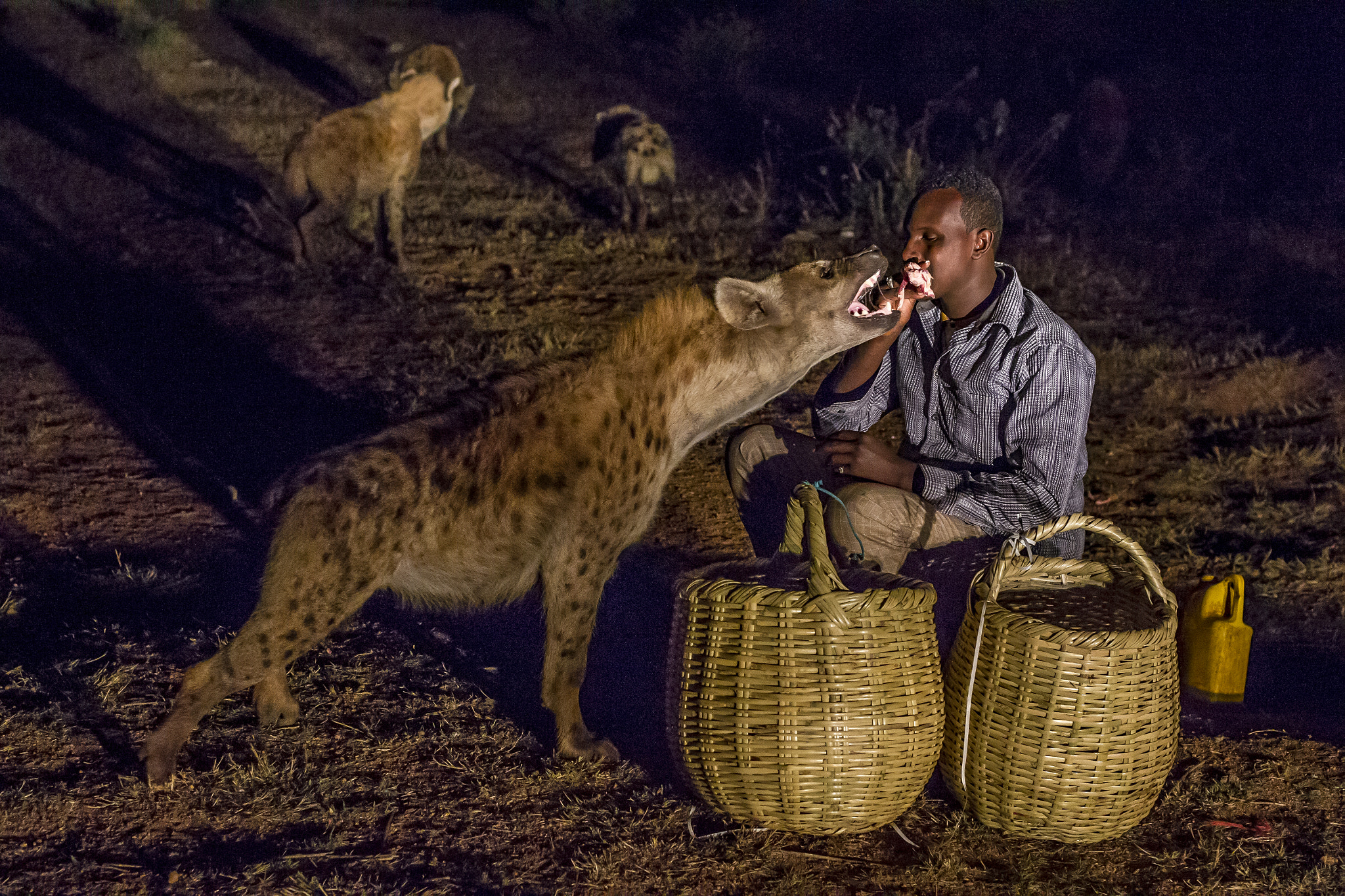Canon EOS-1D Mark IV sample photo. Hyena feeding in harar - east ethiopia photography