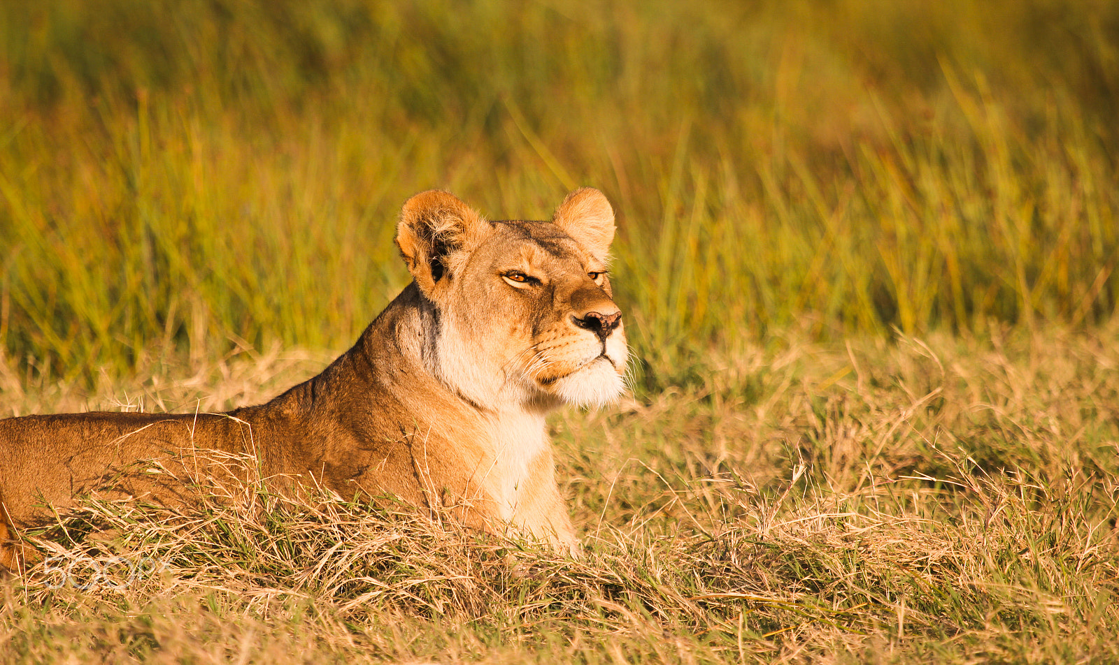 Canon EF 100-400mm F4.5-5.6L IS USM sample photo. The mighty lioness photography