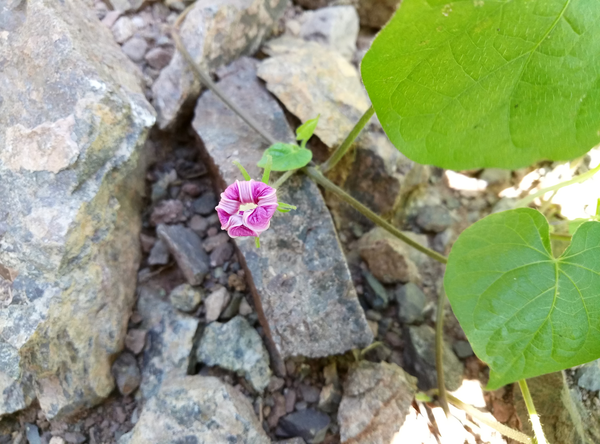 Meizu M1 E sample photo. 待放 photography