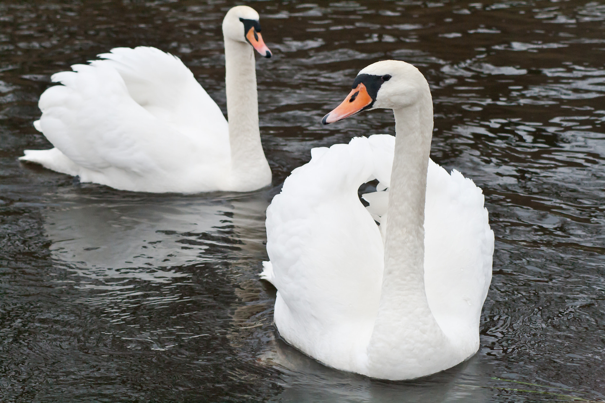 Canon EOS 400D (EOS Digital Rebel XTi / EOS Kiss Digital X) sample photo. Mute swans photography