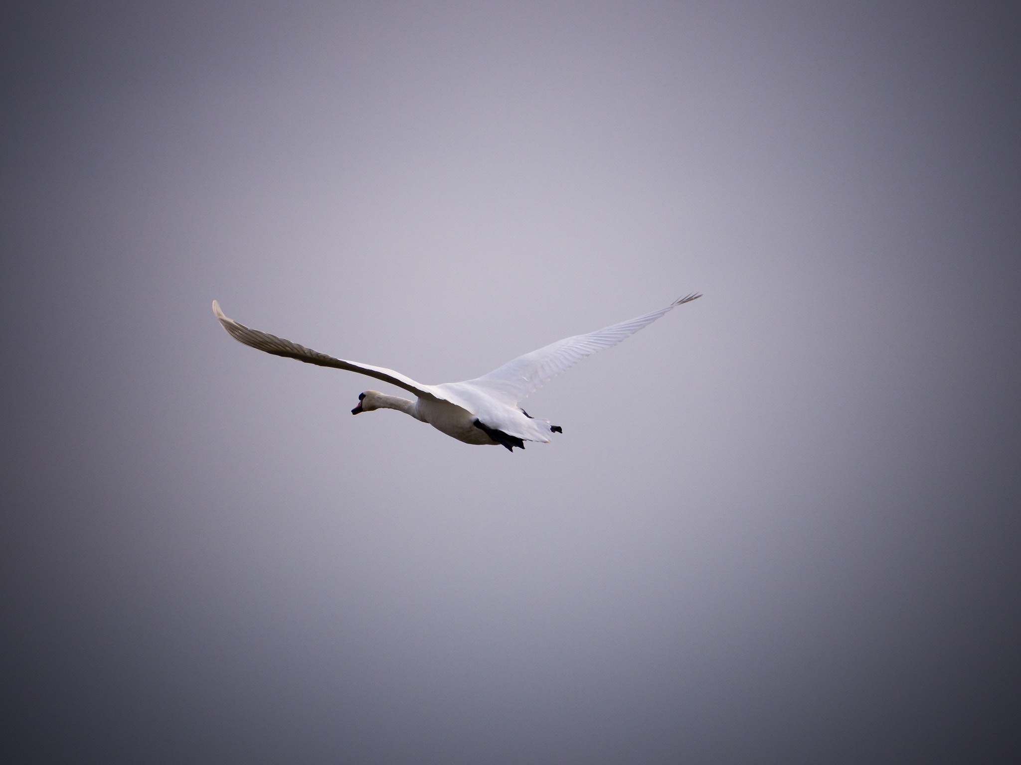 Panasonic Lumix G Vario 45-200mm F4-5.6 OIS sample photo. I'm outta here..! photography