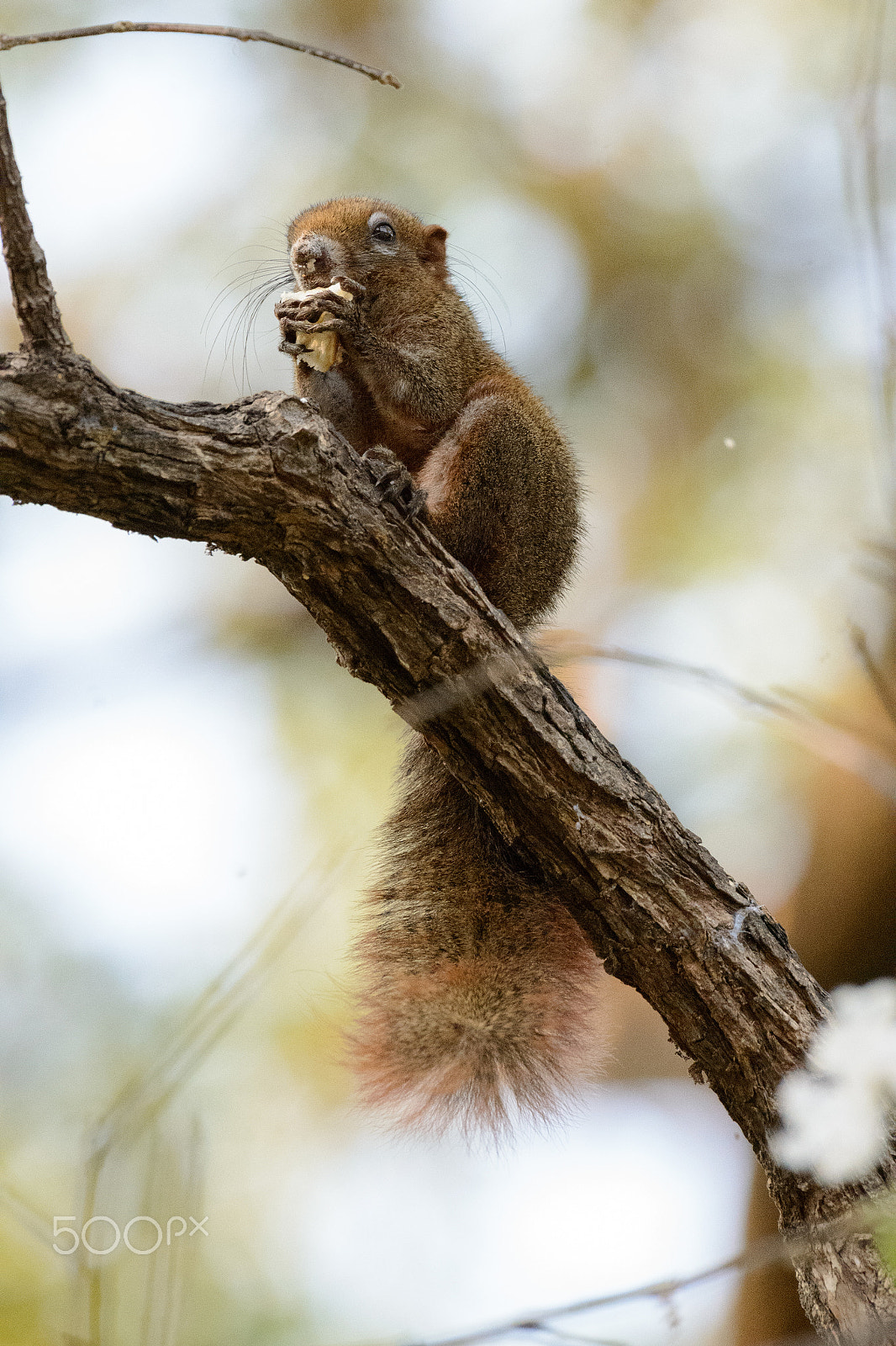 Nikon AF-S Nikkor 200-500mm F5.6E ED VR sample photo. Bread for breakfast photography