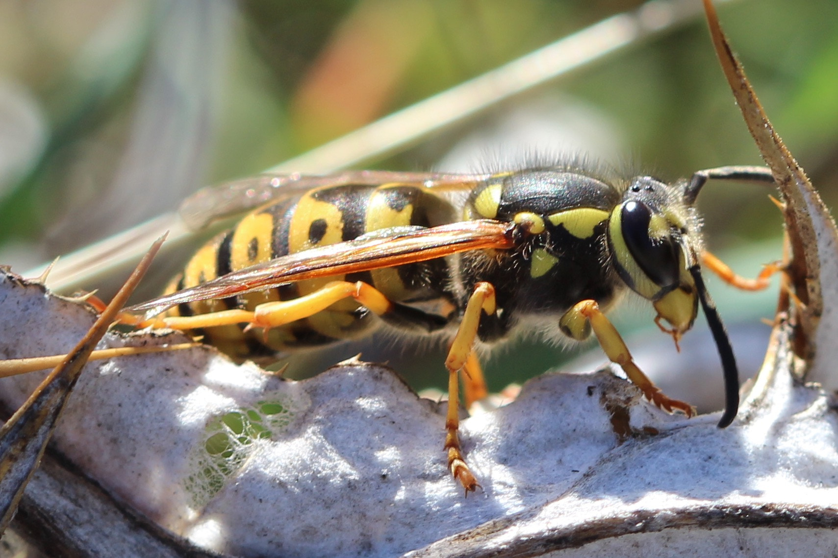 Canon EF 100mm F2.8 Macro USM sample photo. Wasp at rest photography