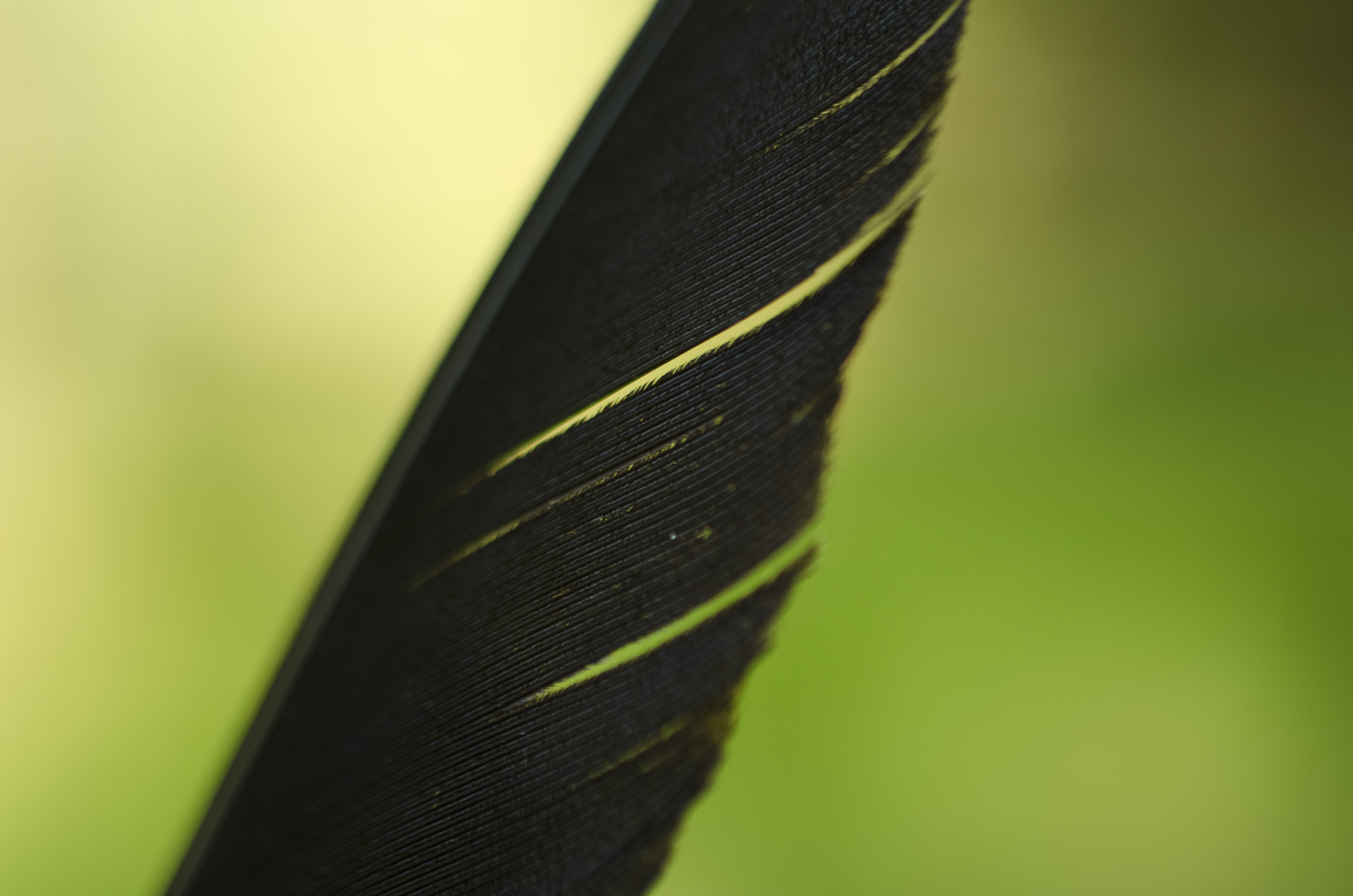 Nikon D7000 + Sigma 50mm F2.8 EX DG Macro sample photo. Black feather photography