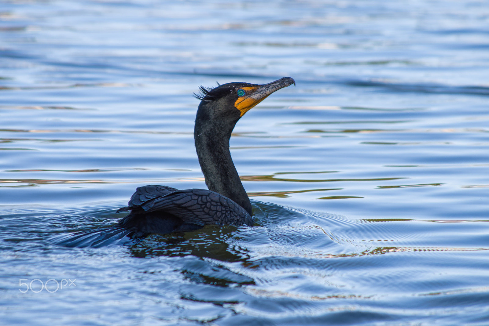 smc PENTAX-DA L 55-300mm F4-5.8 ED sample photo. Loon photography
