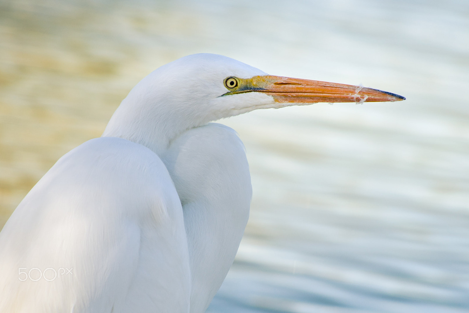 smc PENTAX-DA L 55-300mm F4-5.8 ED sample photo. Egret photography