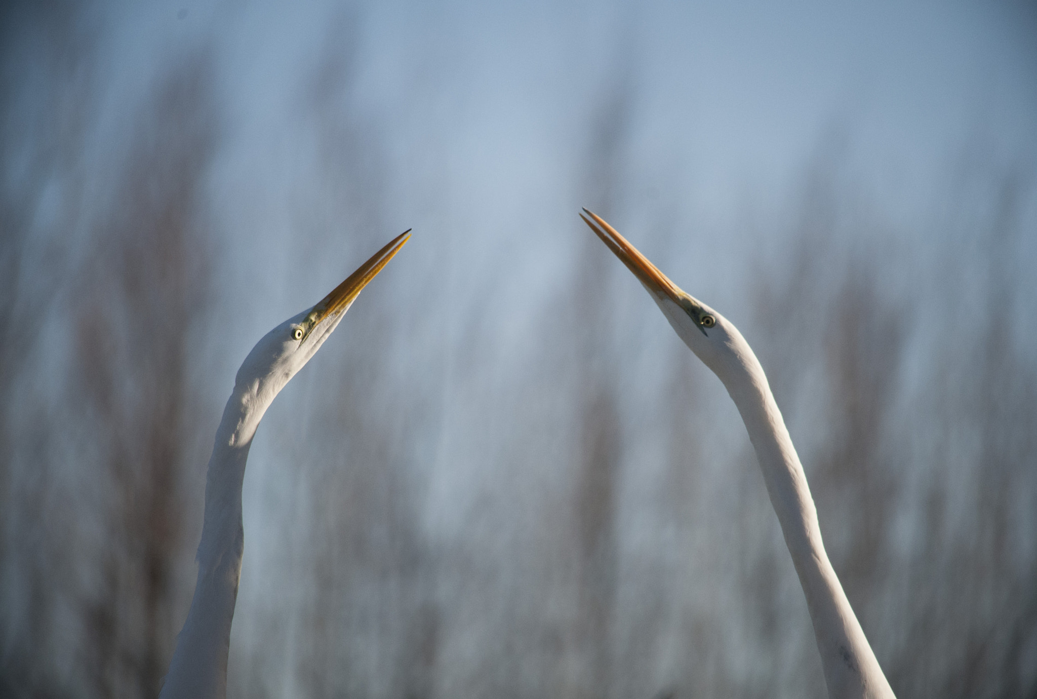 Nikon D700 sample photo. Egrets photography