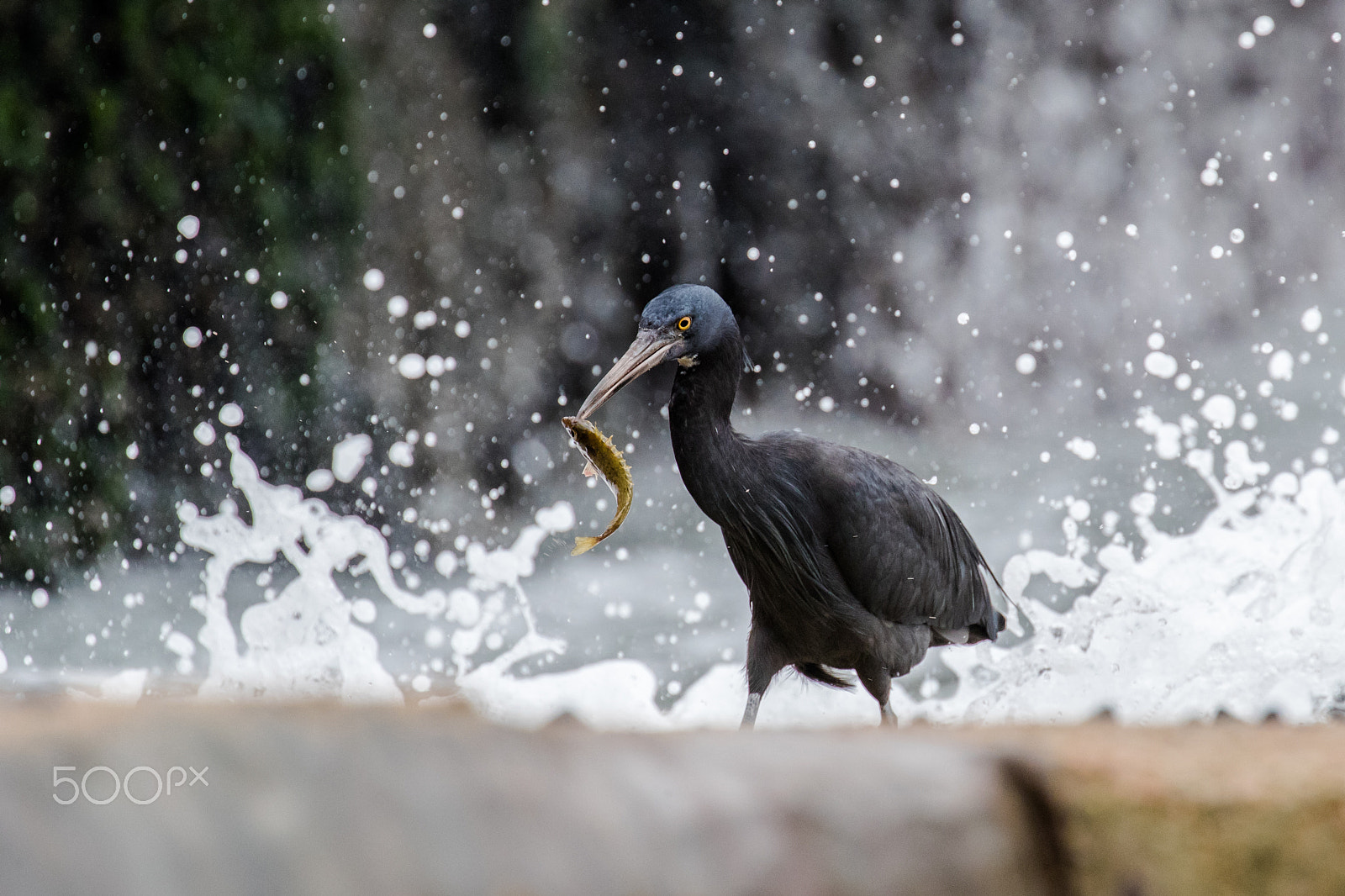 Canon EOS-1D X Mark II sample photo. Reef egret caught a slimy spinefoot photography
