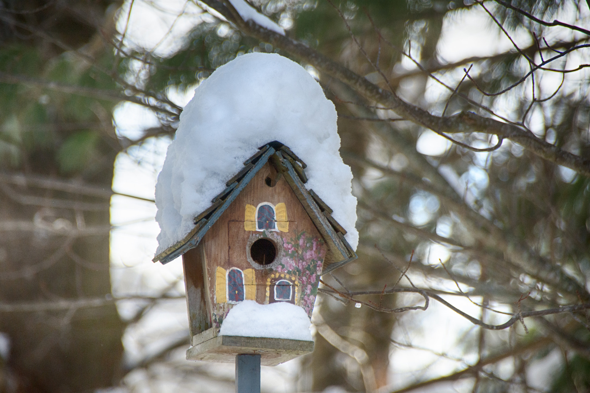 Sigma 18-250mm F3.5-6.3 DC Macro OS HSM sample photo. Snowed in photography