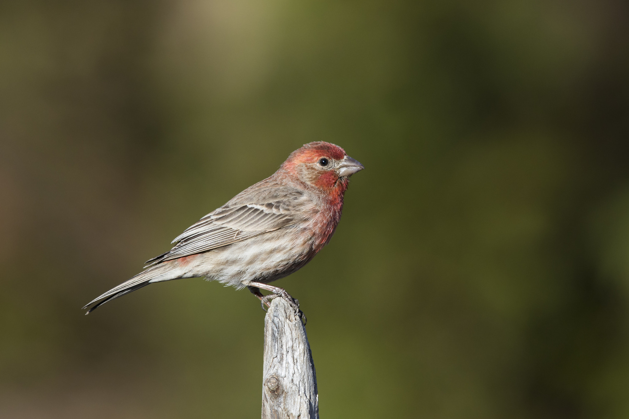 Canon EOS 7D Mark II + Canon EF 600mm F4L IS II USM sample photo. House finch photography