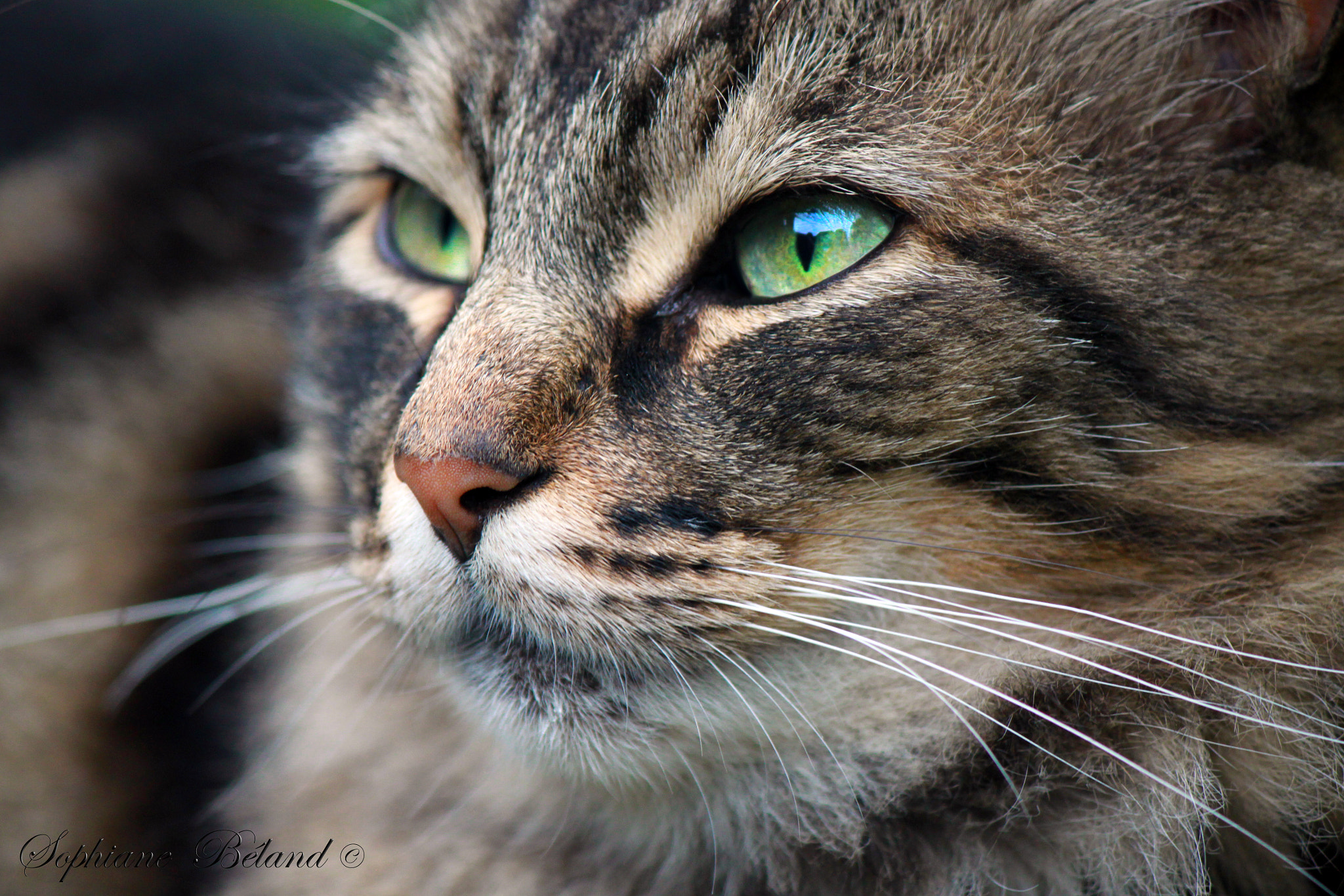 Canon EOS 500D (EOS Rebel T1i / EOS Kiss X3) + Canon EF-S 55-250mm F4-5.6 IS II sample photo. Green eyes & whiskers photography