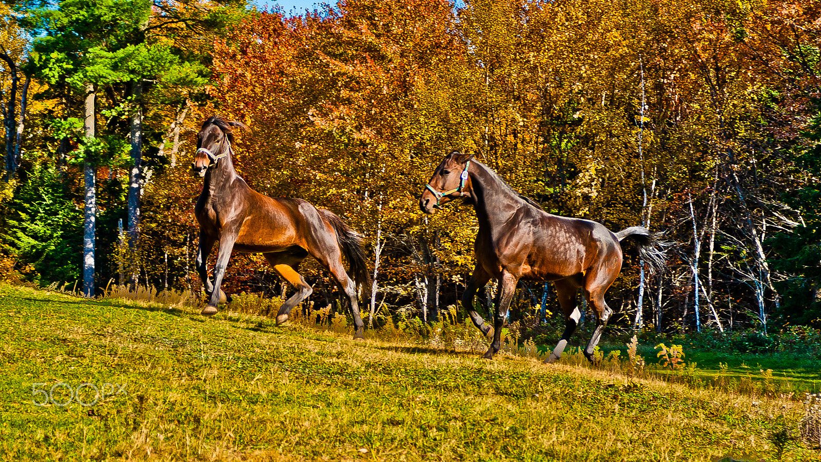 Sigma 17-70mm F2.8-4.5 (D) sample photo. Follow the leader photography