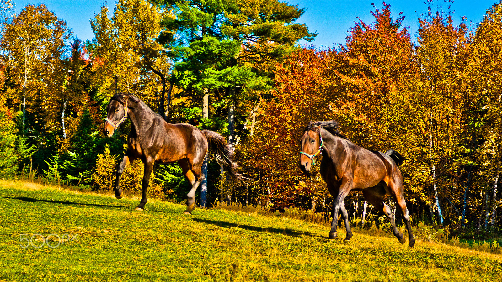 Sigma 17-70mm F2.8-4.5 (D) sample photo. Racing colors photography