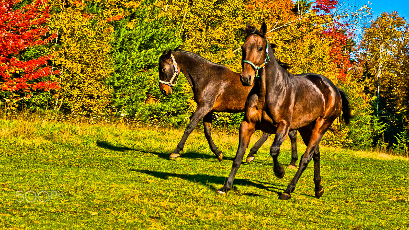 Sony Alpha DSLR-A330 + Sigma 17-70mm F2.8-4.5 (D) sample photo. Parallel prance photography