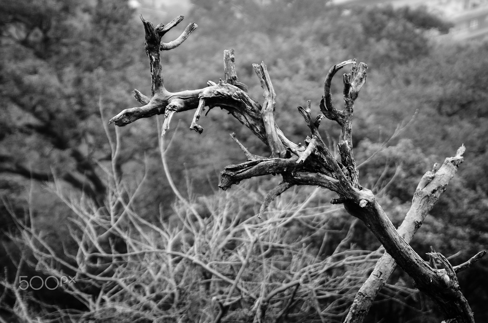 Tamron SP 24-70mm F2.8 Di VC USD sample photo. Branches photography
