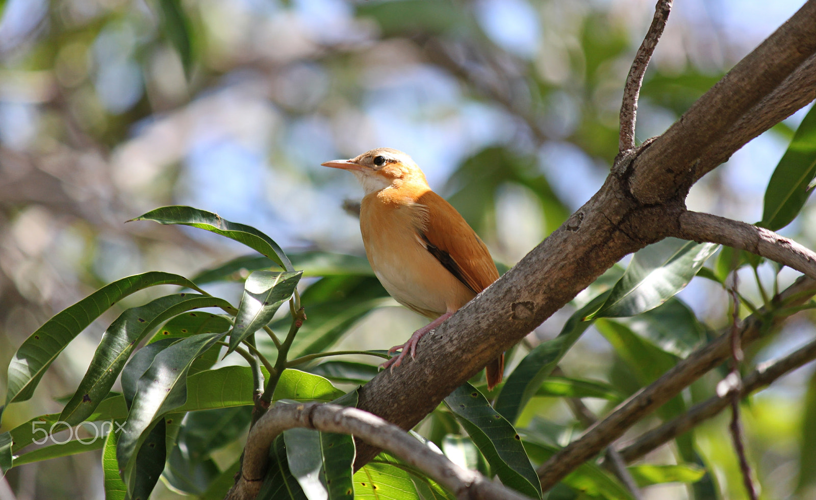 Canon EF-S 55-250mm F4-5.6 IS sample photo. Bird 2 photography