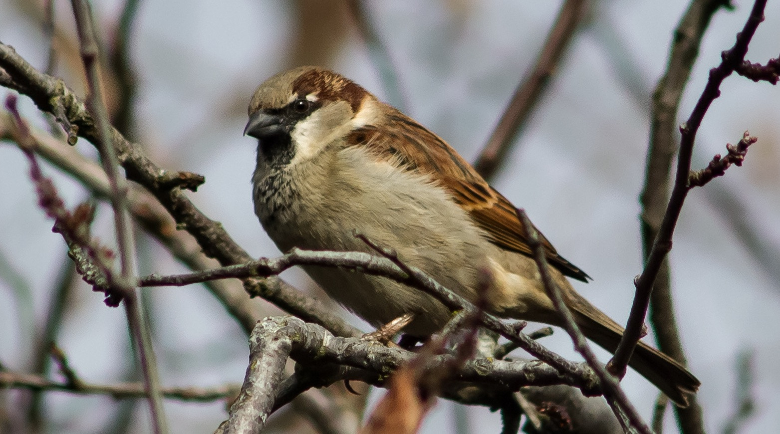 Canon EOS 700D (EOS Rebel T5i / EOS Kiss X7i) + Canon EF 70-210mm f/4 sample photo. Ohne worte photography