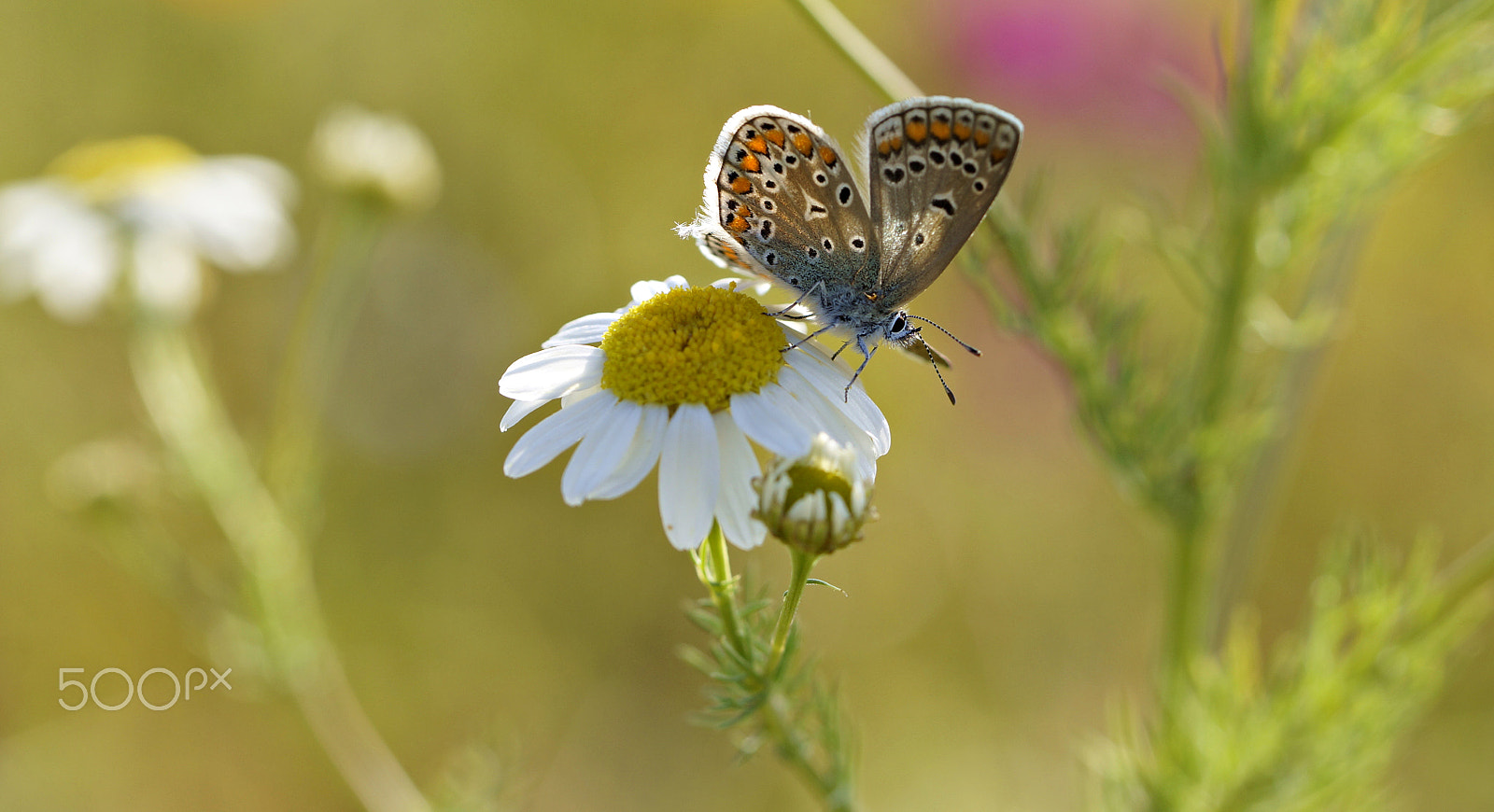 Sony SLT-A57 + 90mm F2.8 Macro SSM sample photo. Common blue enjoy the morning sun photography