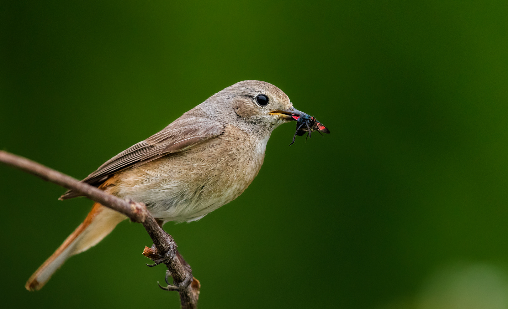 Canon EF 600mm F4L IS II USM sample photo. Rouge queue photography