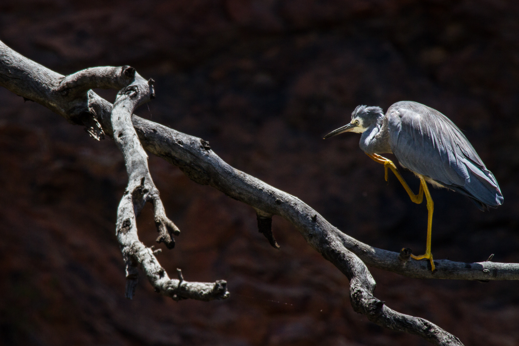 Canon EF 70-200mm F4L IS USM sample photo. White-faced heron (egretta novaehollandiae) photography