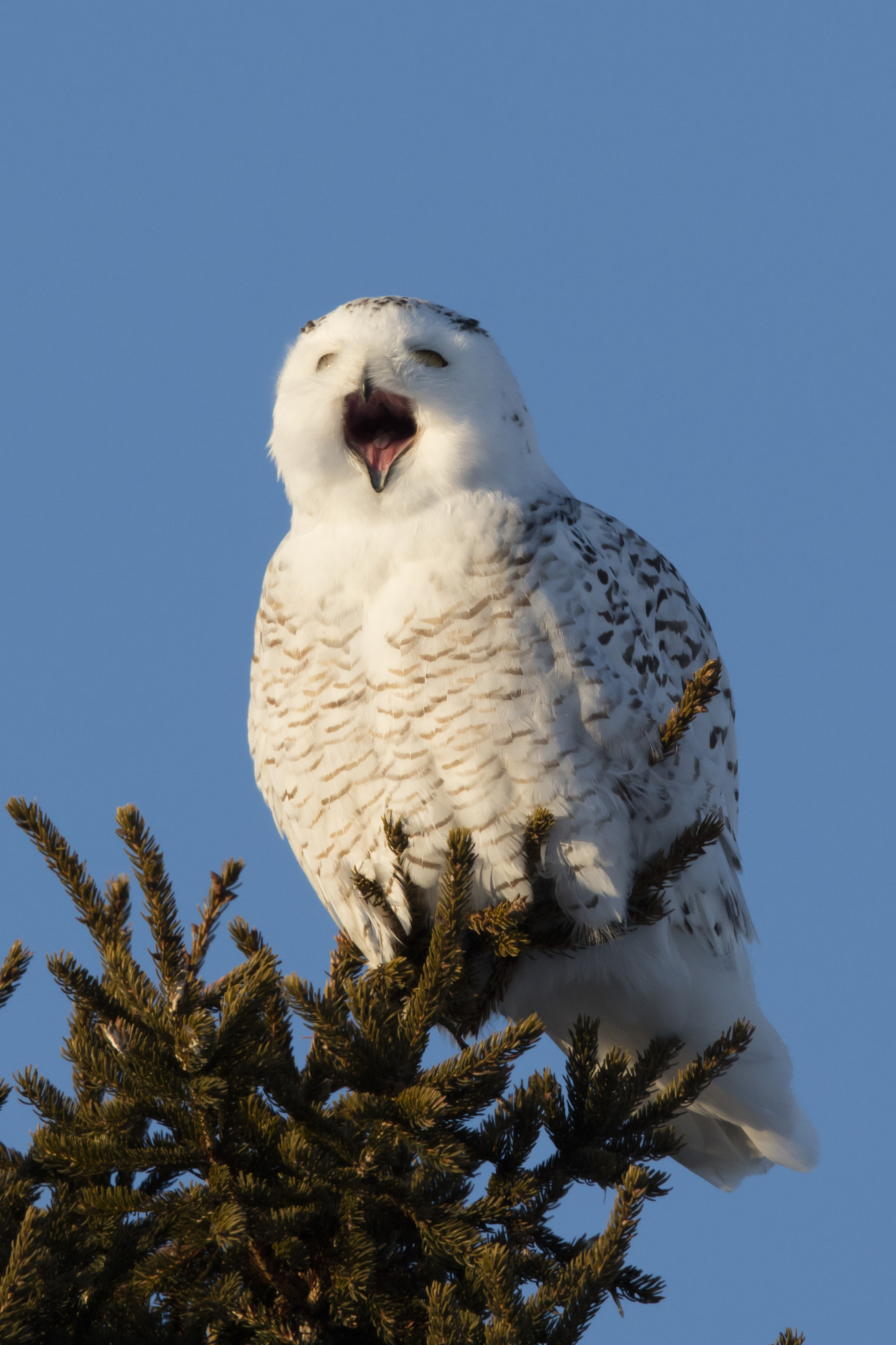 Canon EOS 5DS R + Canon EF 600mm F4L IS II USM sample photo. Snowy owl photography