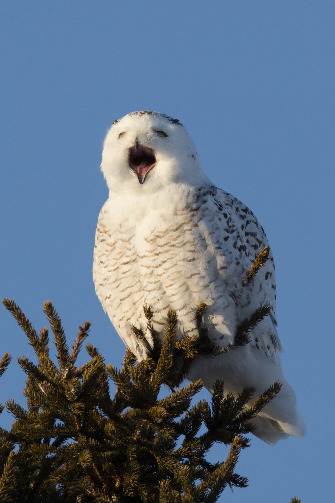 Canon EF 600mm F4L IS II USM sample photo. Snowy owl photography