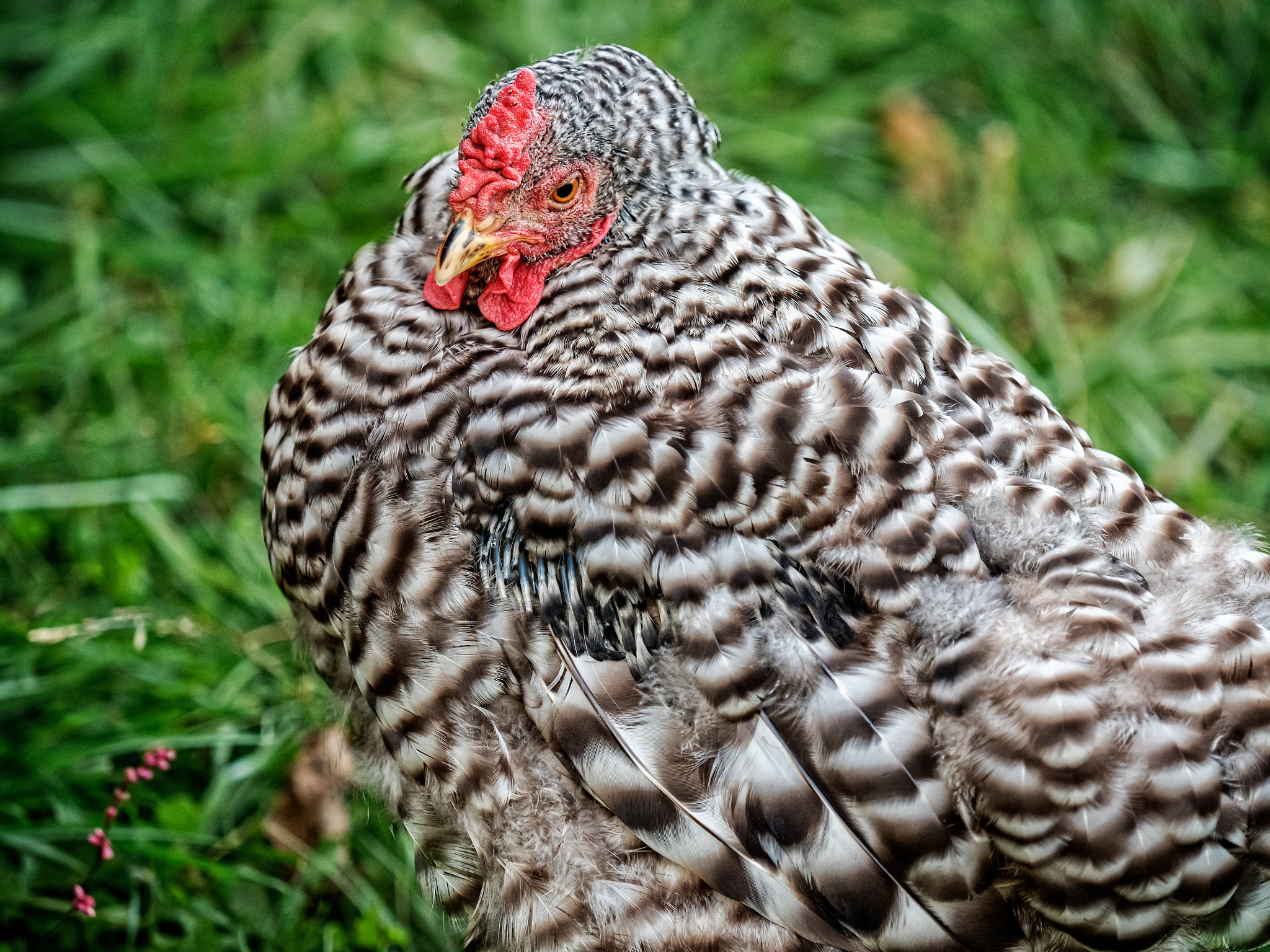 Olympus OM-D E-M5 II + Olympus M.Zuiko Digital ED 40-150mm F2.8 Pro sample photo. Free-range hen in pasture photography