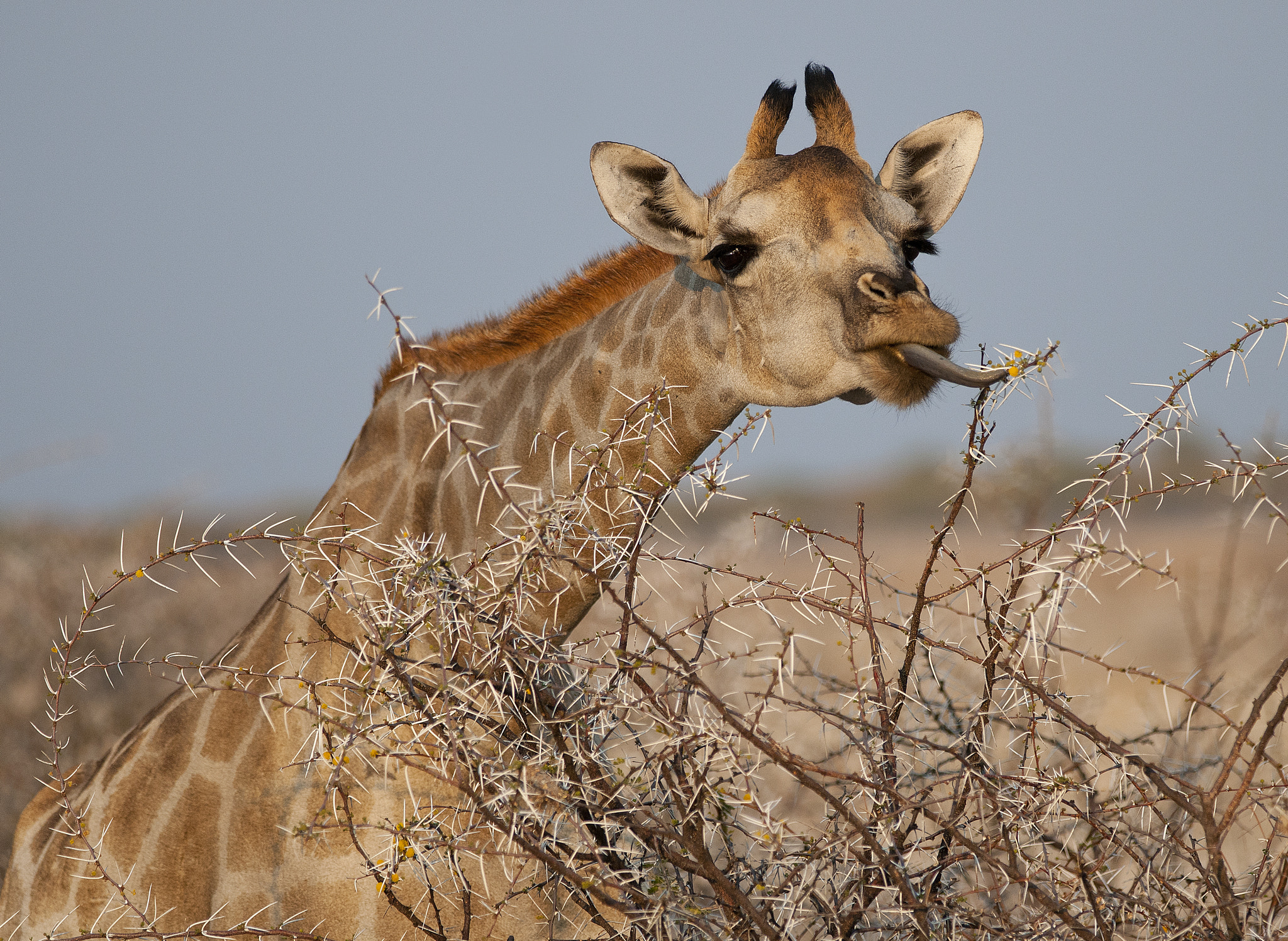 Nikon D300 + Nikon AF-S Nikkor 300mm F4D ED-IF sample photo. Giraffe photography