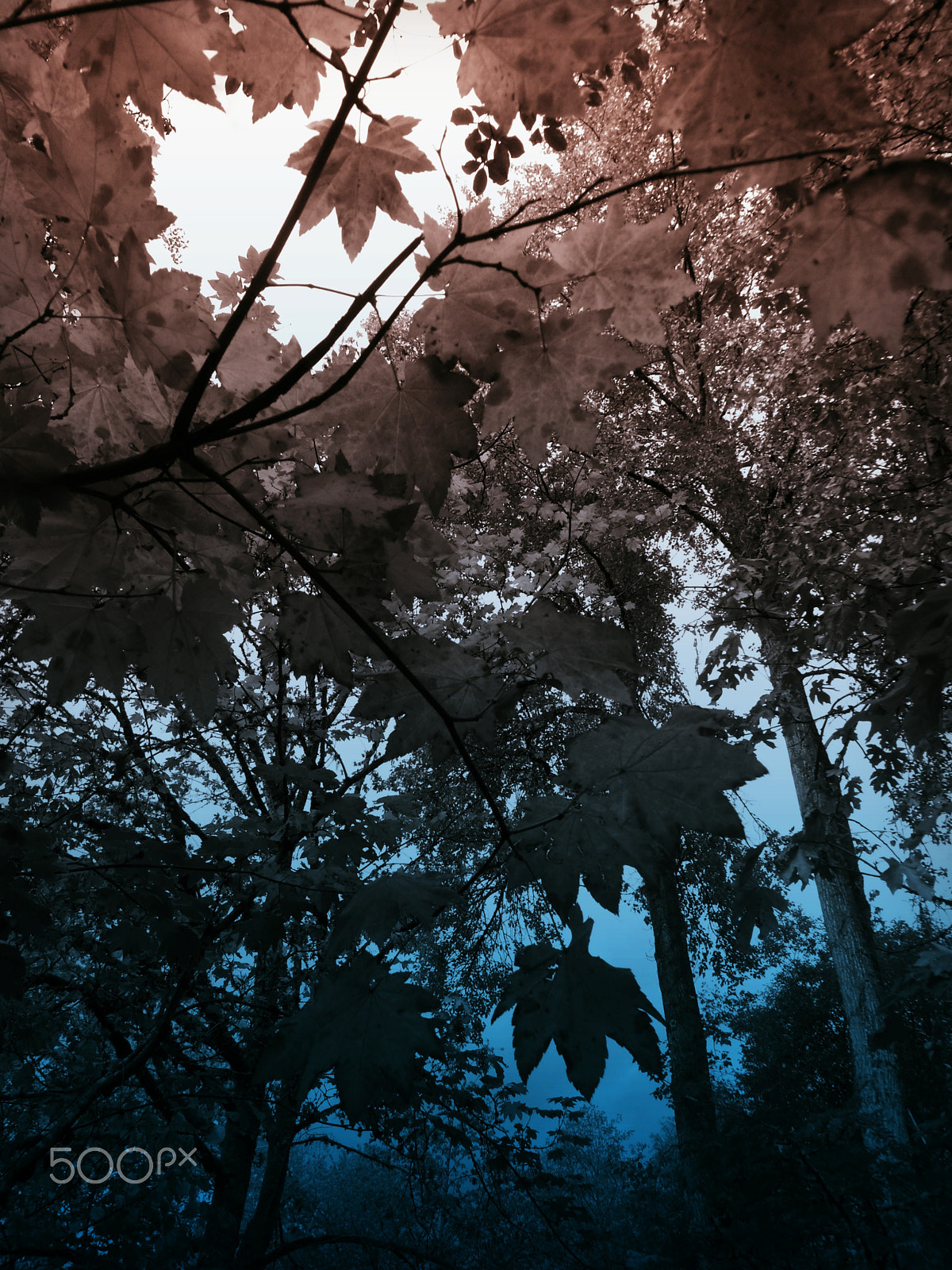 GENERAL IMAGING CO. X400 sample photo. Walk with me photography