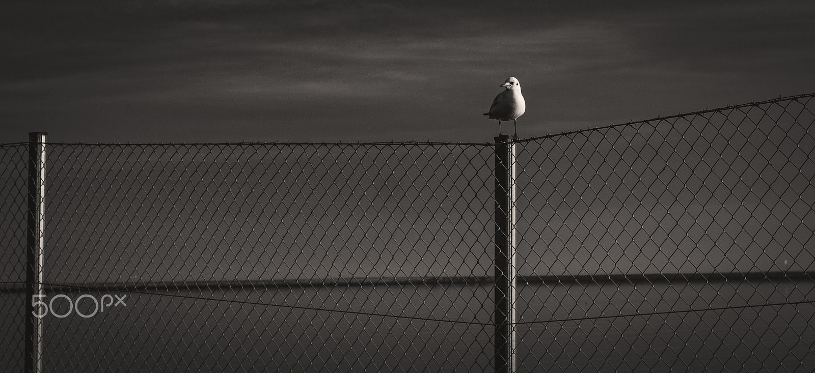 Tamron SP 35mm F1.8 Di VC USD sample photo. The seagull photography