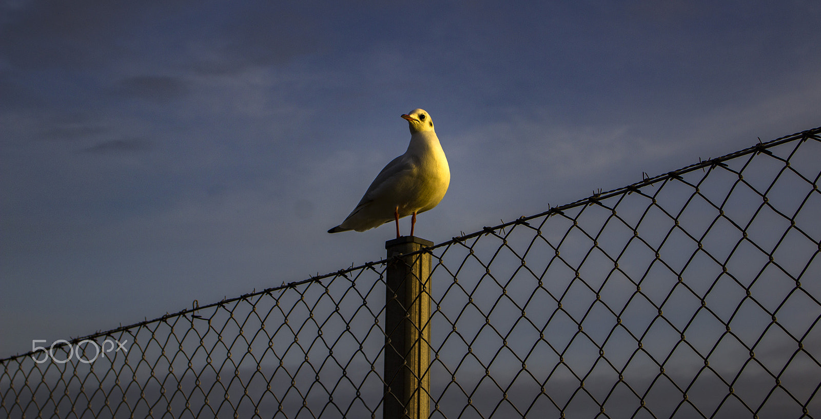 Tamron SP 35mm F1.8 Di VC USD sample photo. The seagull photography