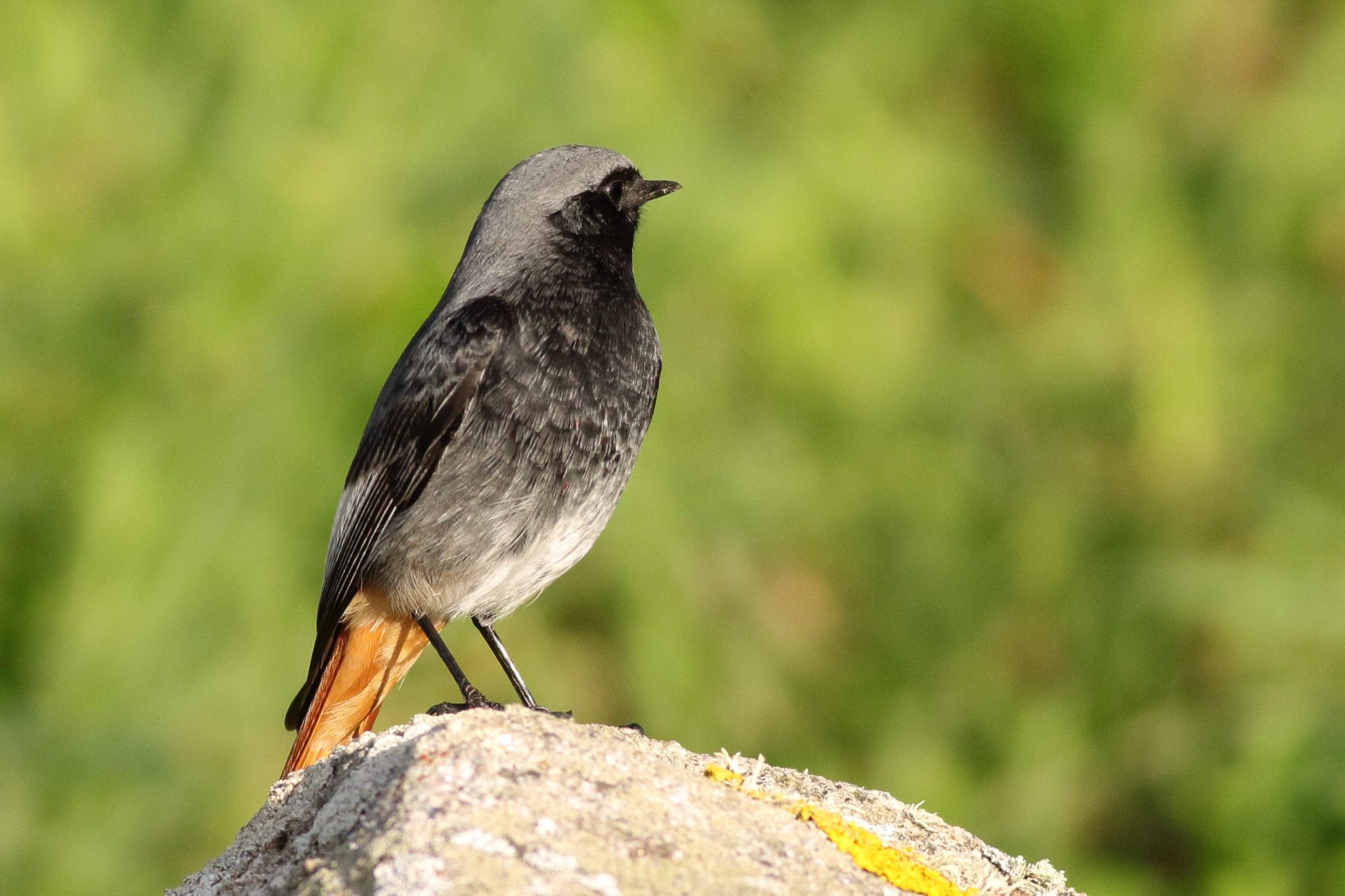 Canon EOS 1100D (EOS Rebel T3 / EOS Kiss X50) + Canon EF 400mm F5.6L USM sample photo. Black redstart (phoenicurus ochruros) photography