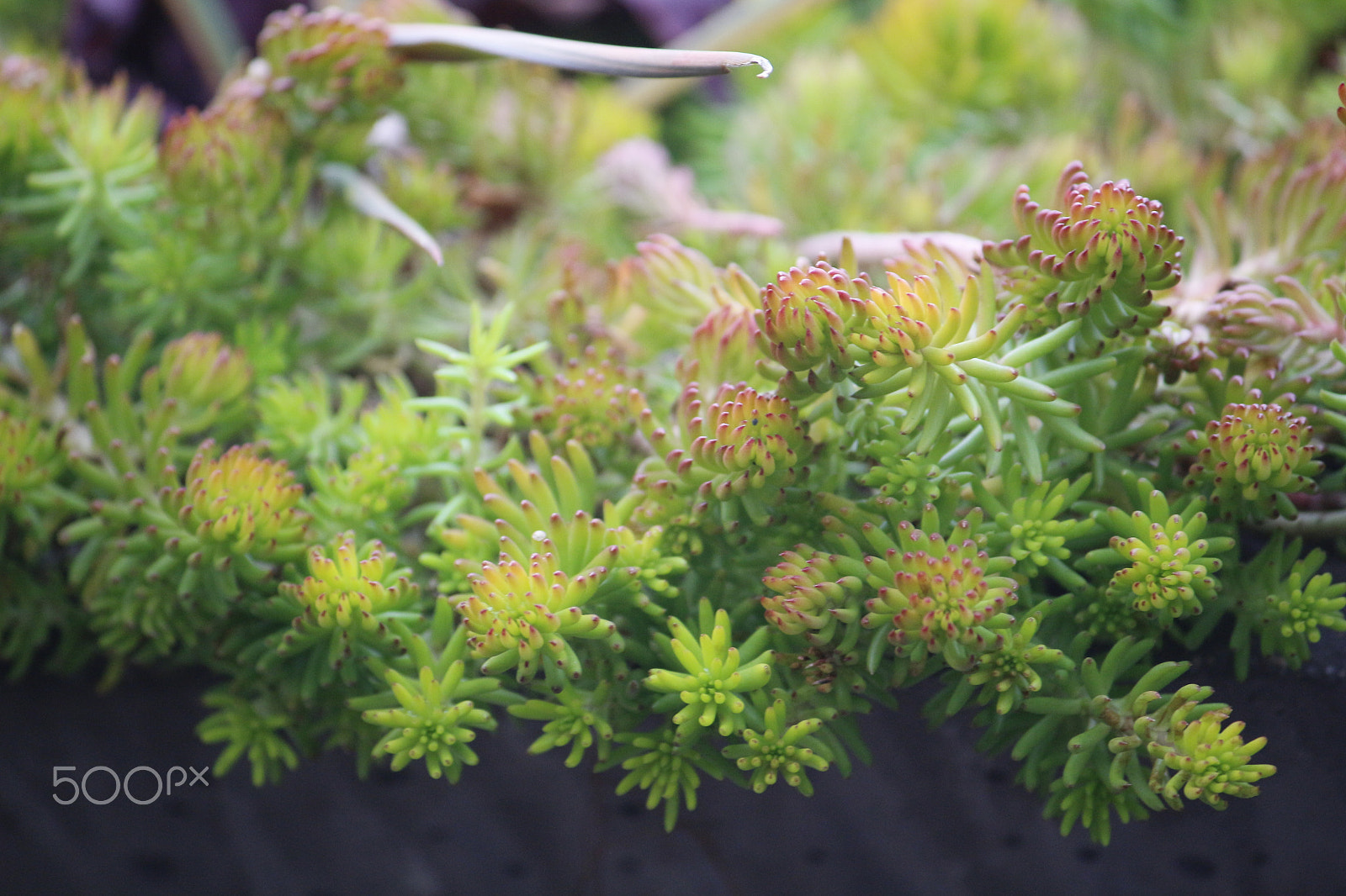 Canon EF-S 55-250mm F4-5.6 IS sample photo. Fresh greens photography