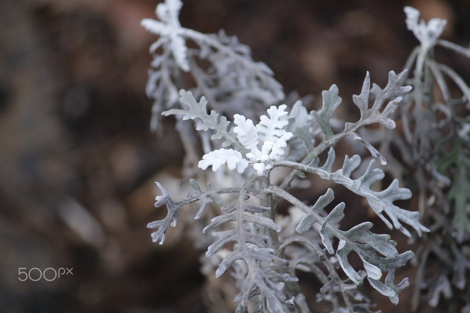 Canon EF-S 55-250mm F4-5.6 IS sample photo. Nature's light photography