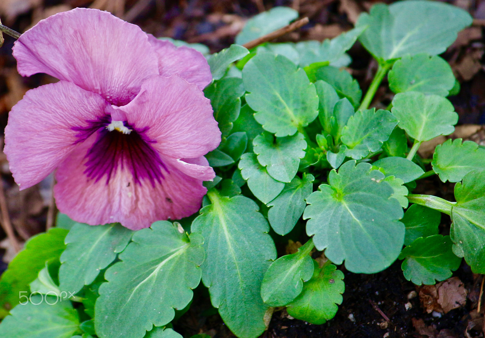 Canon EF-S 55-250mm F4-5.6 IS sample photo. Life renewal photography