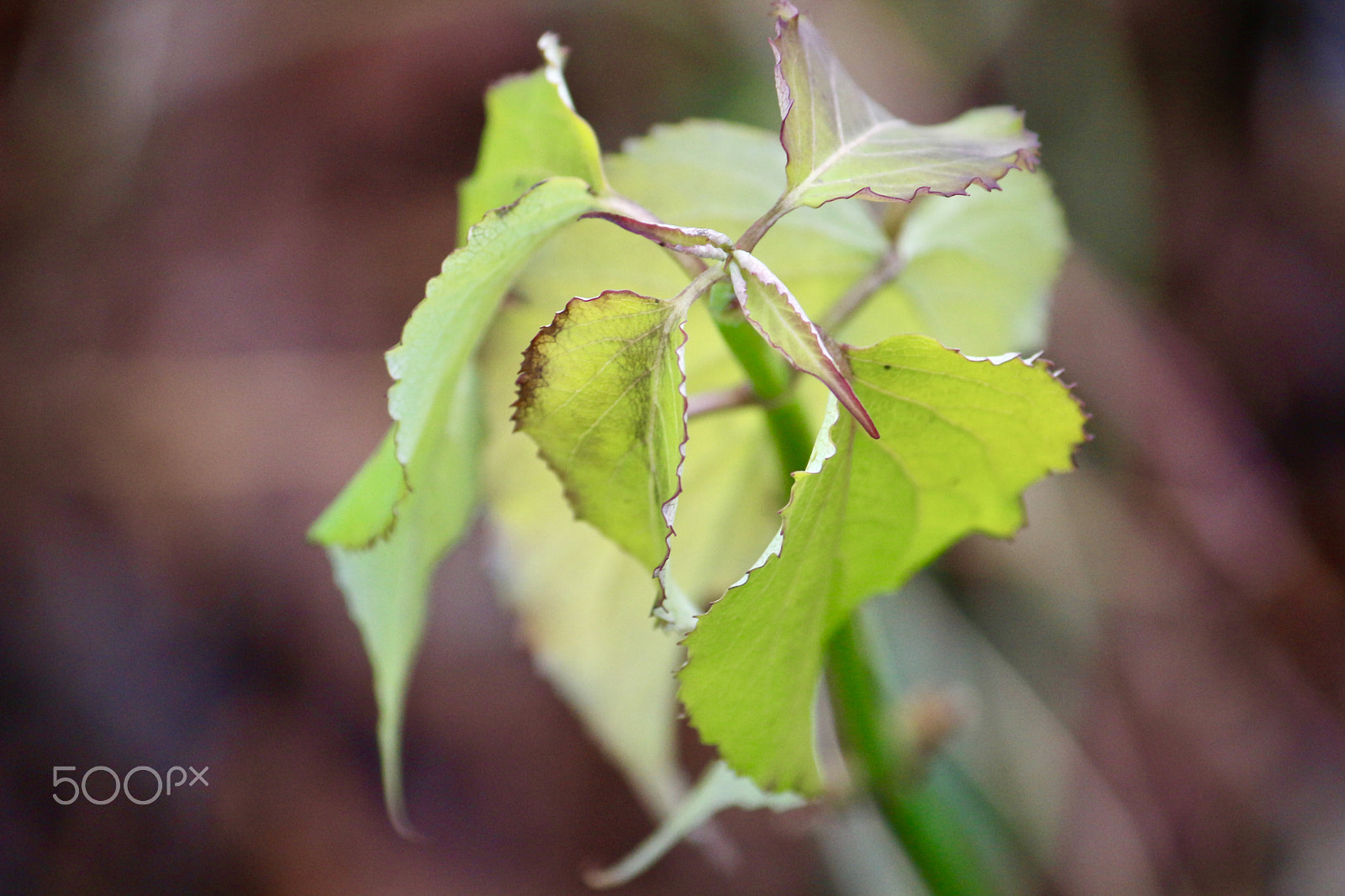Canon EF-S 55-250mm F4-5.6 IS sample photo