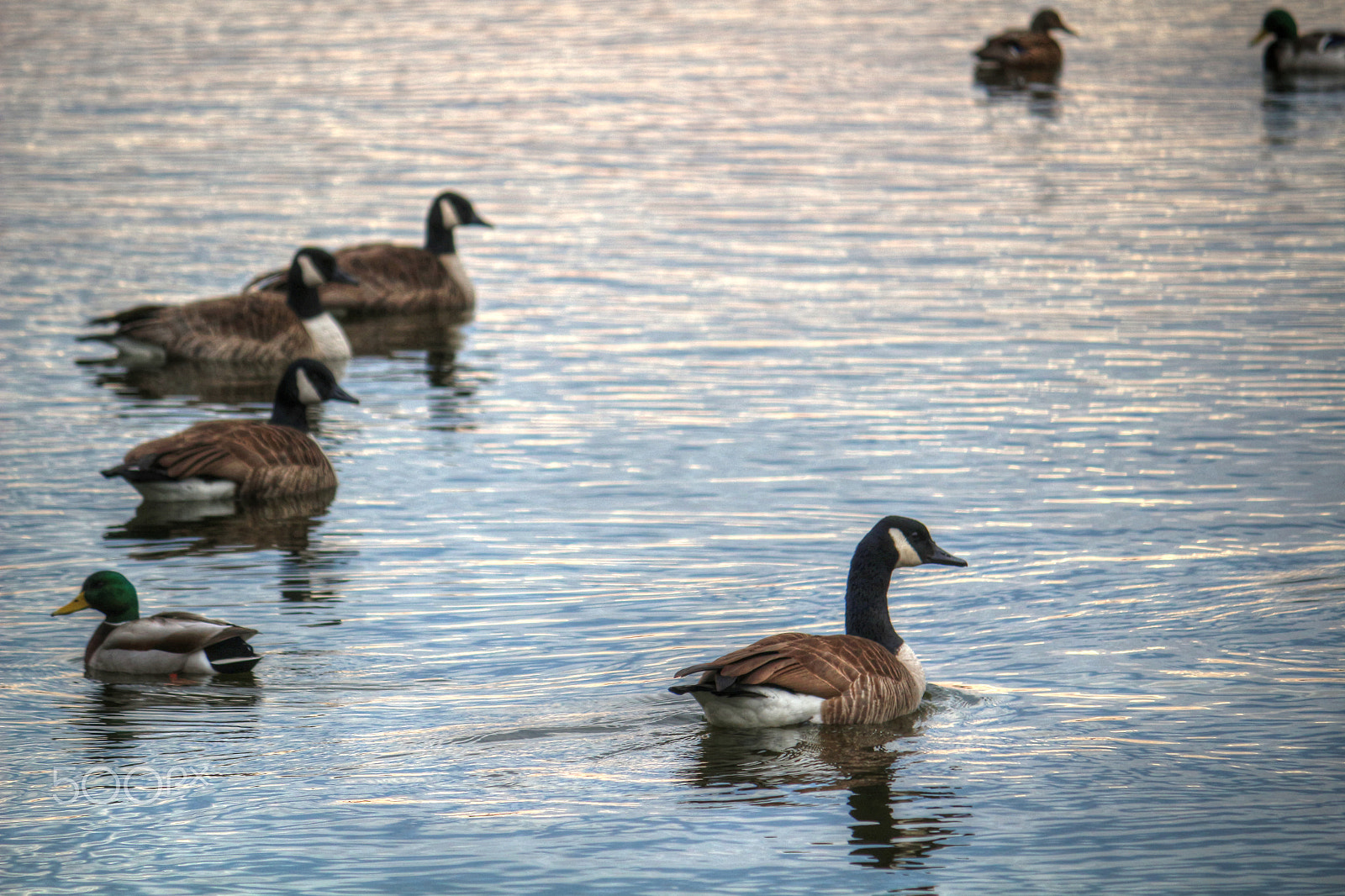 Canon EF-S 55-250mm F4-5.6 IS sample photo. Consensus photography