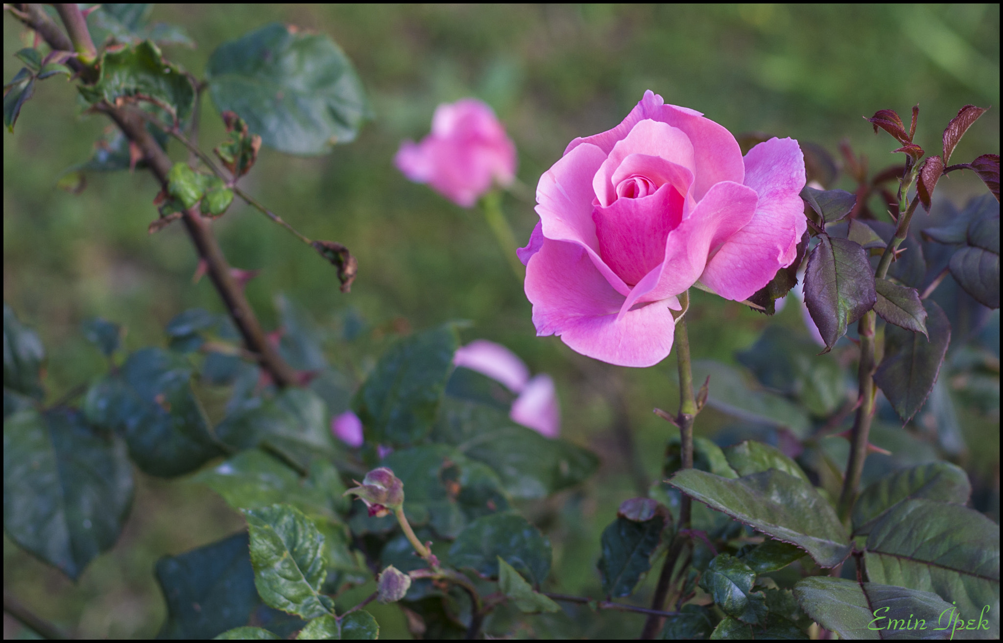 Canon EOS 40D sample photo. Rose photography