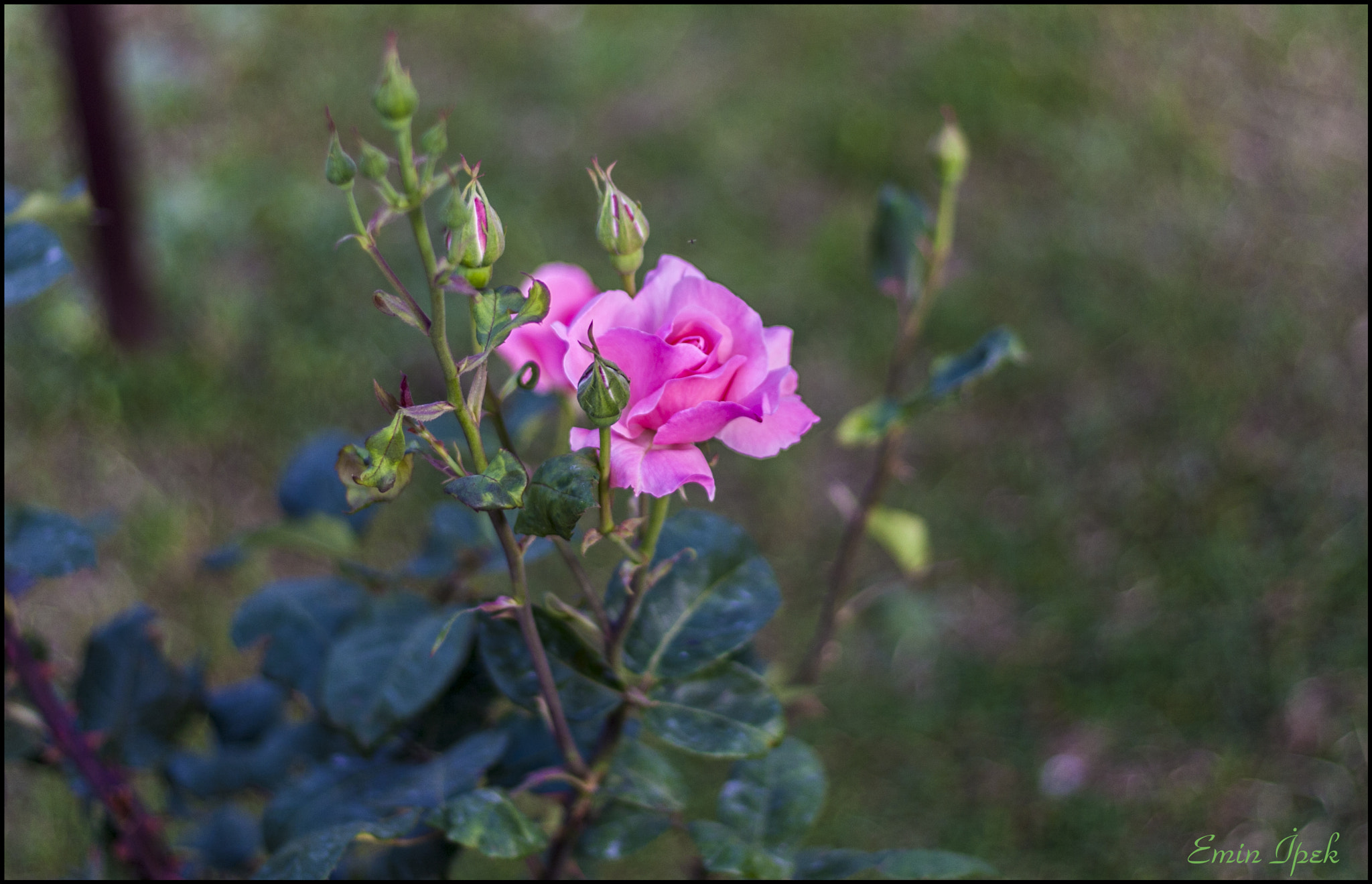 Canon EOS 40D + Canon EF 50mm F1.8 STM sample photo. Rose photography