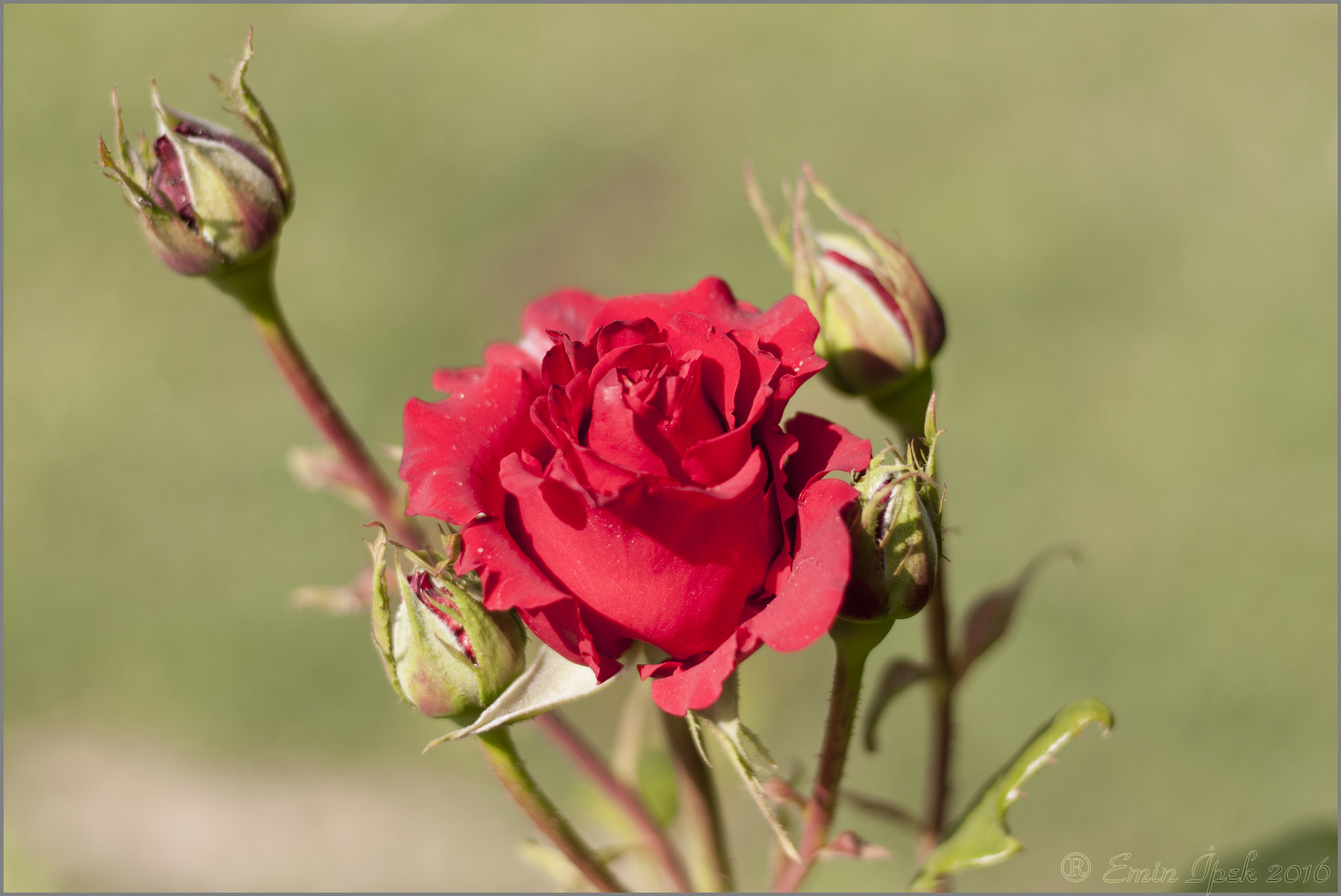 Canon EOS 40D + Canon EF 50mm F1.8 STM sample photo. Rose photography