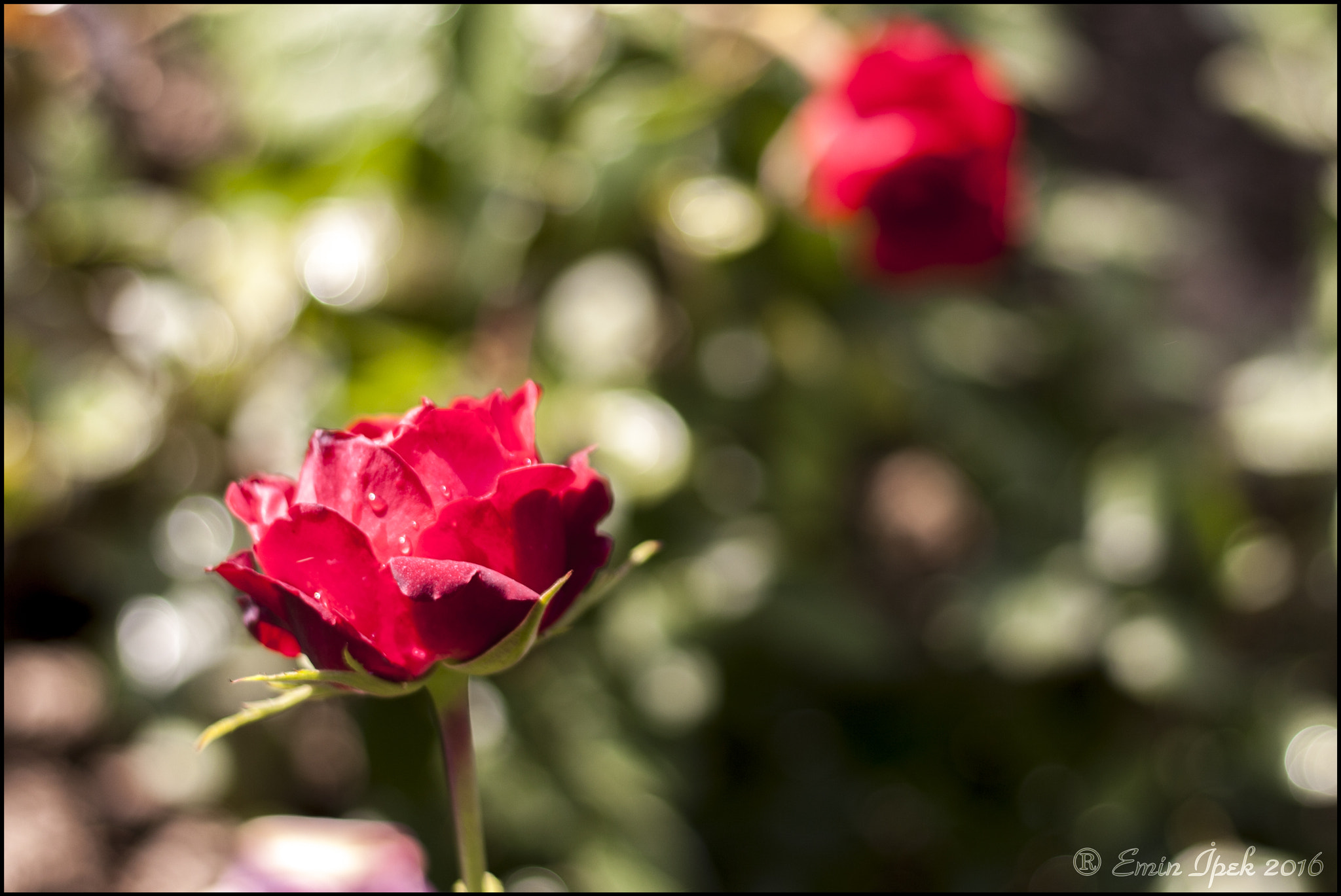 Canon EOS 40D + Canon EF 50mm F1.8 STM sample photo. Rose photography