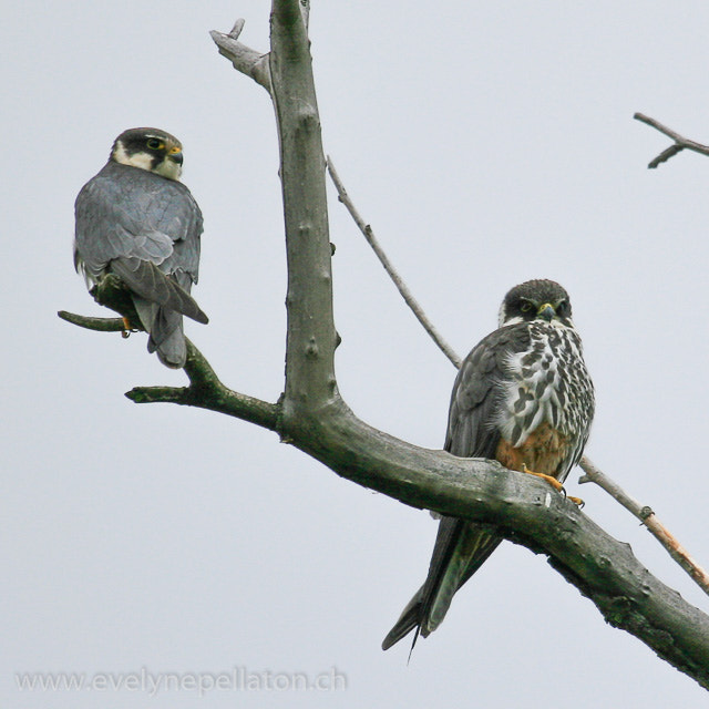 Canon EOS 30D + Canon EF 100-400mm F4.5-5.6L IS USM sample photo. Couple de faucons hobereaux photography