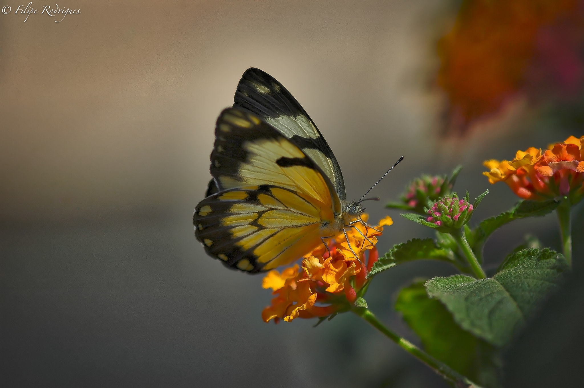 Nikon D70 + AF Micro-Nikkor 105mm f/2.8 sample photo. Papillon - lunch time photography