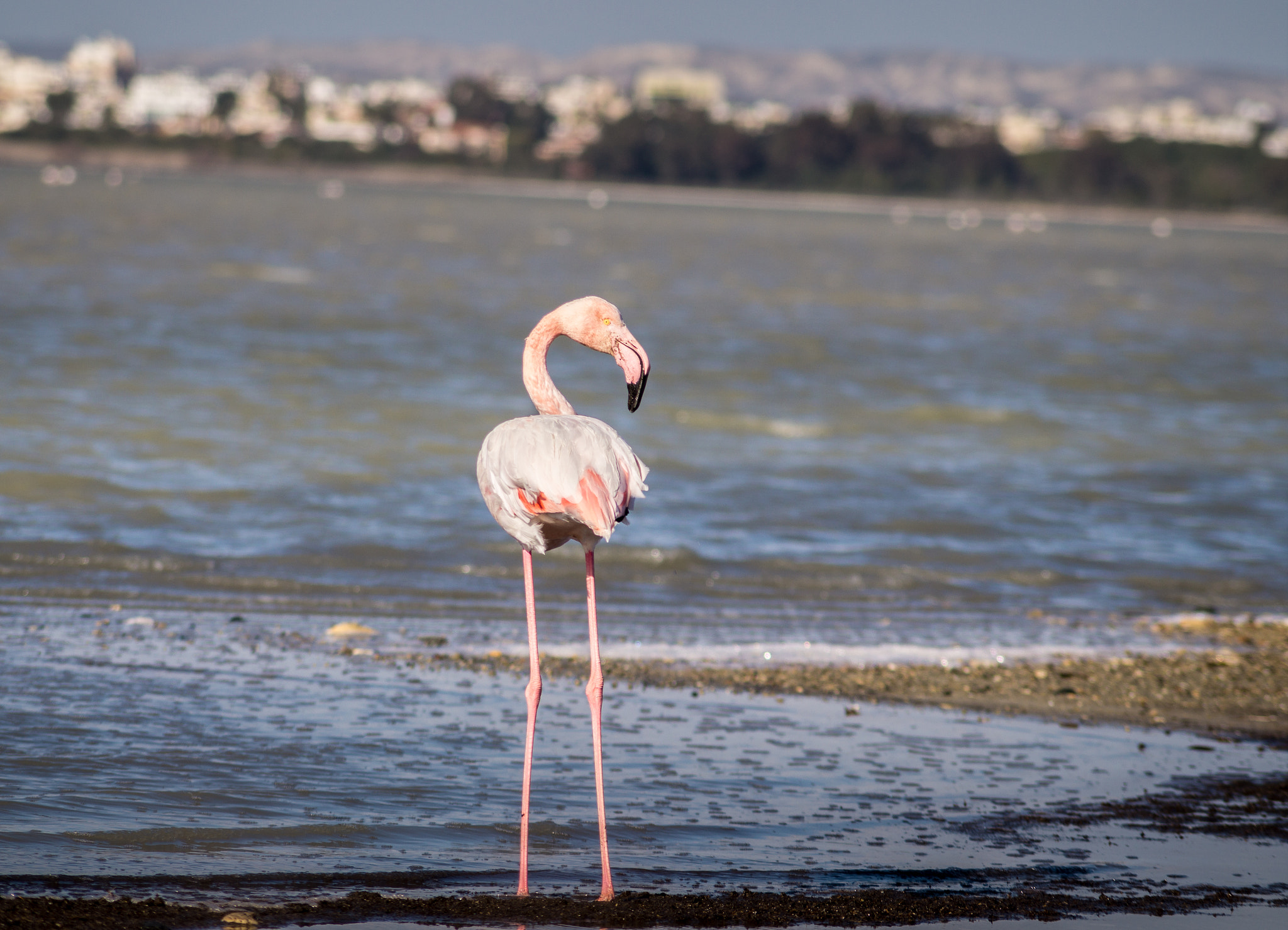 Sony DT 55-200mm F4-5.6 SAM sample photo. Flamingo photography